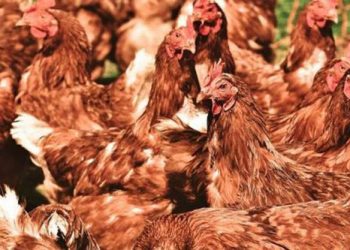 Hombre compra por error 1000 gallinas, con solo $1.50