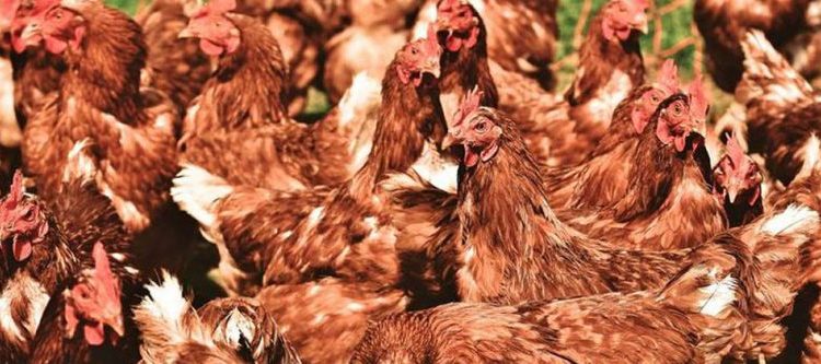 Hombre compra por error 1000 gallinas, con solo $1.50