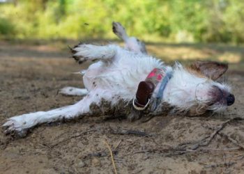 Un perrito simula caer herido al mejor estilo Hollywood