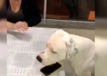 Hombre entrena a un perro para que nadie más tome su celular