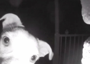 El extraño momento en el que un perro toca el timbre de su casa porque lo dejaron afuera
