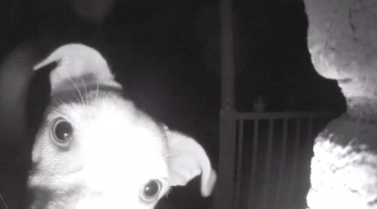 El extraño momento en el que un perro toca el timbre de su casa porque lo dejaron afuera
