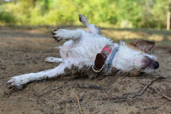 Un perrito simula caer herido al mejor estilo Hollywood