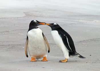 Pareja de pingüinos gay adopta su segundo huevo en el acuario de Sídney