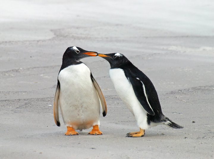 Pareja de pingüinos gay adopta su segundo huevo en el acuario de Sídney