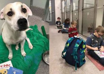 Niños asisten a refugios de perros para contarles cuentos de animalitos y disminuir el estrés