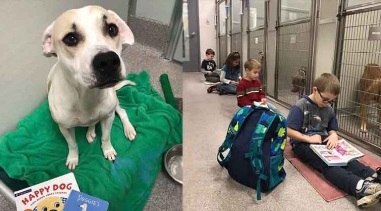 Niños asisten a refugios de perros para contarles cuentos de animalitos y disminuir el estrés