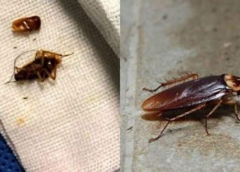 Hombre va al médico por un dolor de cabeza y le sacan una docena de cucaracha del oído