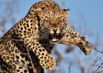 India: Leopardo se come a un niño y lesiona de gravedad a otro