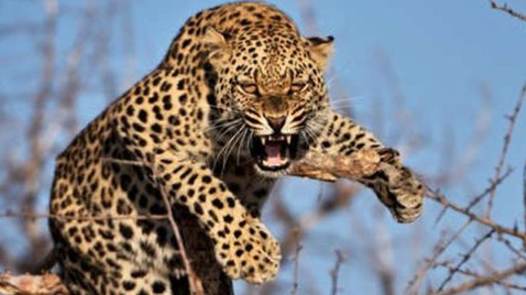 India: Leopardo se come a un niño y lesiona de gravedad a otro