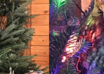 Familia halla un búho vivo en su árbol de Navidad: El ave vivía allí antes de que lo compraran