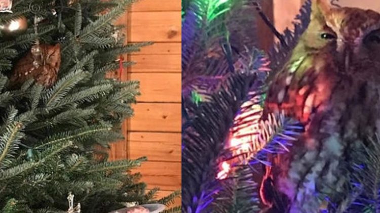 Familia halla un búho vivo en su árbol de Navidad: El ave vivía allí antes de que lo compraran