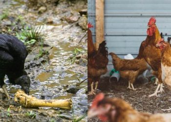 San Vicente: Denuncian que venden zopes haciéndolos pasar por gallinas