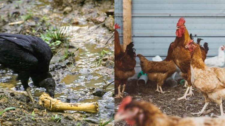 San Vicente: Denuncian que venden zopes haciéndolos pasar por gallinas