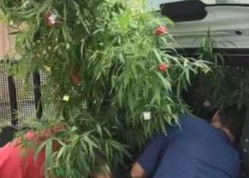 Decora planta de marihuana como árbol de Navidad y termina detenido