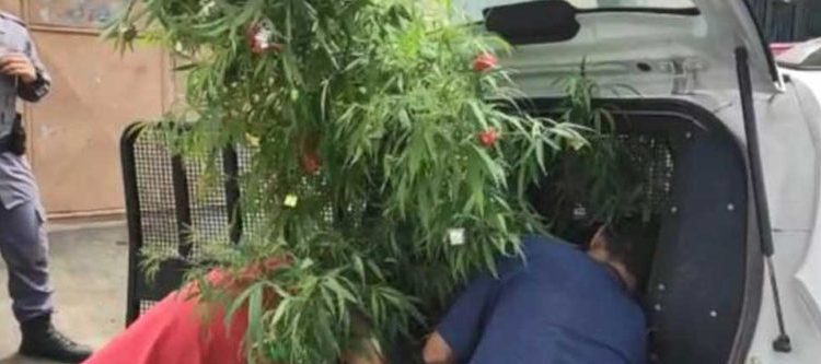 Decora planta de marihuana como árbol de Navidad y termina detenido
