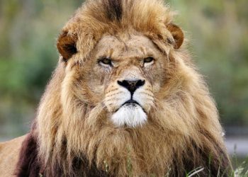 Un león ataca a su cuidador en un zoológico en Pakistán