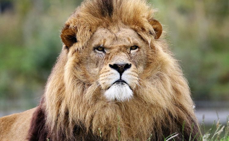 Un león ataca a su cuidador en un zoológico en Pakistán