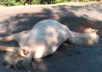 Conductor a excesiva velocidad acaba con la vida de un caballito en Usulután