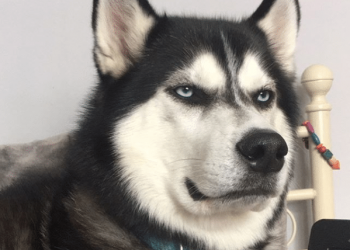 Anuko, el perro “enojado” que es toda una estrella en Internet
