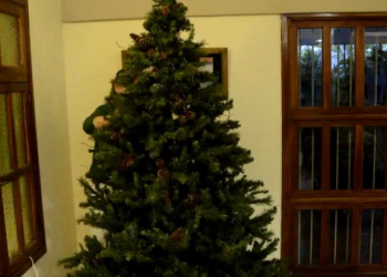 Pareja de esposos encuentra serpiente enrollada en su árbol de Navidad