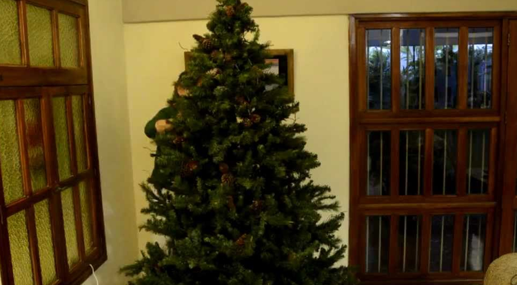 Pareja de esposos encuentra serpiente enrollada en su árbol de Navidad