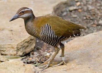 Reaparece ave que había sido declarada extinta hace más de 30 años