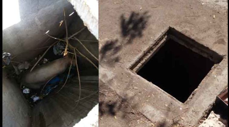 Bomberos rescatan a angustiada cerdita preñada que cayó a un tragante lleno de basura