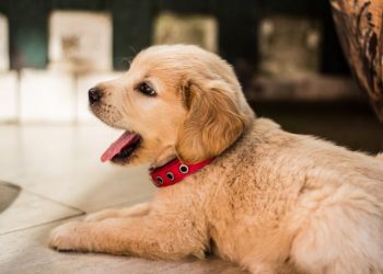 Su dueña le pide que ladre “más bajo” y el obediente perrito termina susurrando
