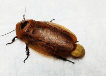 Veterinarios operan con éxito a cucaracha gestante y la esterilizan