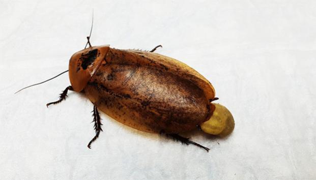 Veterinarios operan con éxito a cucaracha gestante y la esterilizan