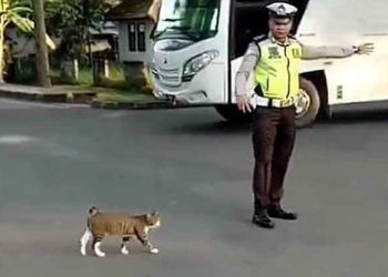 Policía paraliza el tráfico para dejar pasar a un gato que esperaba su turno, pero esto sucedió