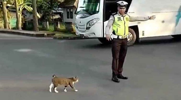 Policía paraliza el tráfico para dejar pasar a un gato que esperaba su turno, pero esto sucedió