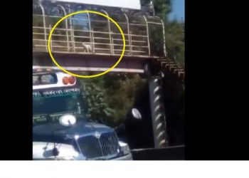 Perrito «da el ejemplo» al usar la pasarela para cruzar la calle en Santa Ana