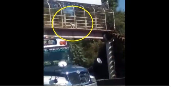 Perrito «da el ejemplo» al usar la pasarela para cruzar la calle en Santa Ana