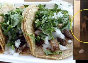 Mujer es confrontada «por vender tacos de carne de perro»: Le encontraron varias mascotas en nevera