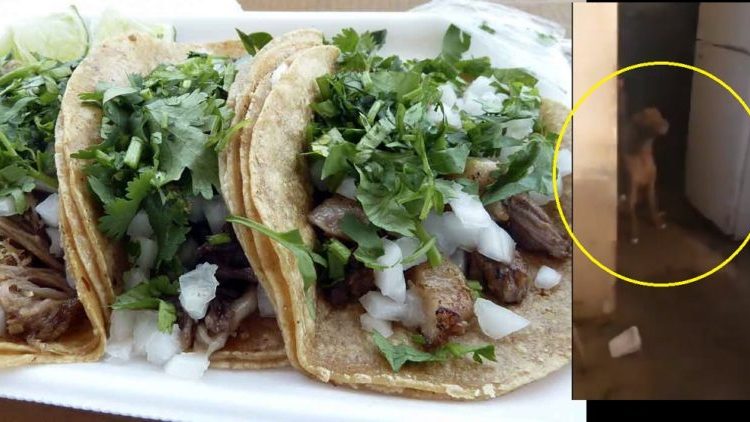 Mujer es confrontada «por vender tacos de carne de perro»: Le encontraron varias mascotas en nevera