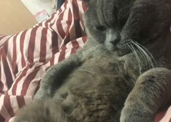 Gatito quedó internado tras tener relaciones con más de 5 hembras en una noche