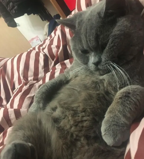 Gatito quedó internado tras tener relaciones con más de 5 hembras en una noche