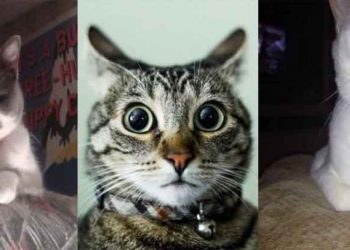 «De tal humano, tal felino»: Estudio afirma que los gatos tendrían la misma personalidad de sus dueños