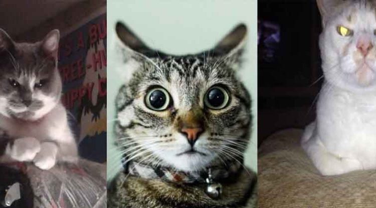 «De tal humano, tal felino»: Estudio afirma que los gatos tendrían la misma personalidad de sus dueños