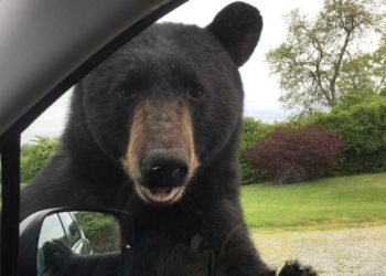 Un oso abre la puerta de un auto y se pone al volante