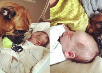 Perro ofrece su juguete al bebé cada vez que lo escucha llorar y se vuelve viral en las redes sociales