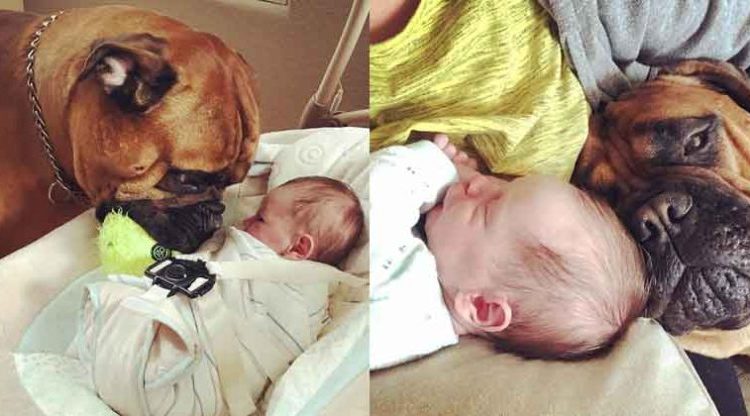 Perro ofrece su juguete al bebé cada vez que lo escucha llorar y se vuelve viral en las redes sociales