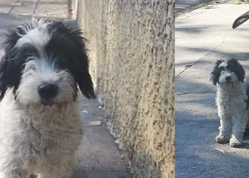 Reportan perro extraviado y todavía traumado por los “cuetes” de navidad en Mejicanos
