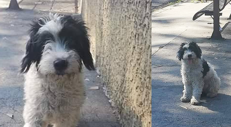 Reportan perro extraviado y todavía traumado por los “cuetes” de navidad en Mejicanos