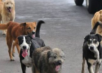 Perros callejeros se han vuelto un peligro; son tan bravos que los apodan “perros sicarios”