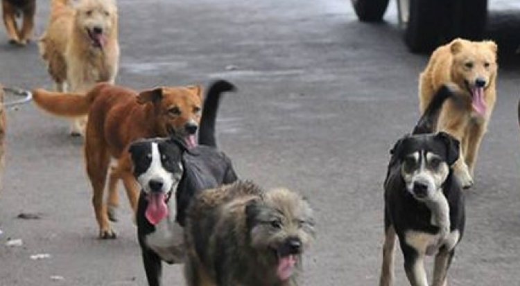 Perros callejeros se han vuelto un peligro; son tan bravos que los apodan “perros sicarios”