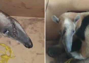 Rescatan en Usulután oso hormiguero al que lesionaron del hocico
