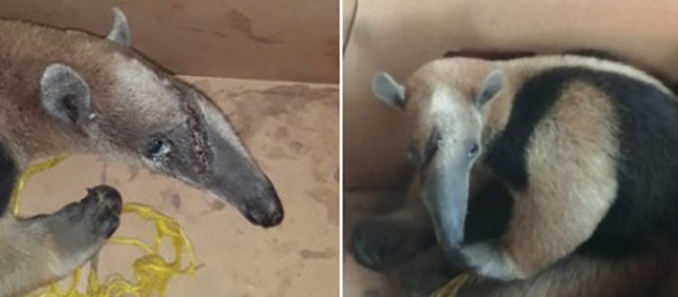 Rescatan en Usulután oso hormiguero al que lesionaron del hocico